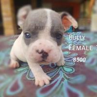 ราคา ลูกบลูลี่ (360582883)
