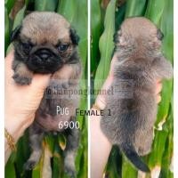 ราคา ลูกปั๊ก (360582825)