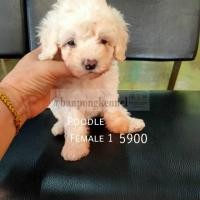 ราคา ลูกพุดเดิ้ลทอยเมีย (360582787)