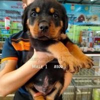 ราคา ลูกร็อตไวเลอร (360582461)