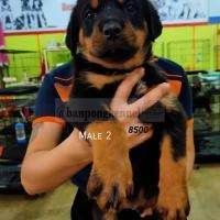 ราคา ลูกร็อตไวเลอร์ (360582321)