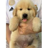 ราคา สุนัขโกลเด้น (360582519)