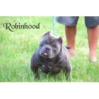 ราคา อเมริกันบูลลี่พ่อพันธุ์ (360579981)