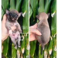 ราคา ลุกชิวาวาขนสั้น (360590206)