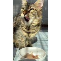 ราคา แมวเมนคูนลายเสือ เพศเมีย (360584180)