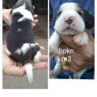 ราคา ลูกบีเกิ้ล (360590176)