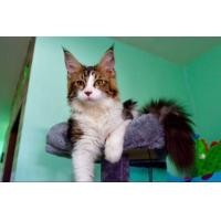 ราคา แม่พันธุ์แมวเมนคูน (360583718)