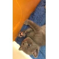 ราคา แมวโคราช สีสวาทแท้ (360588178)