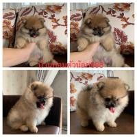 ราคา ปอม แท้ หน้าหมี เพศเมีย (360584814)