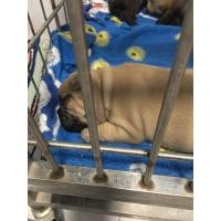 ราคา ขายลูกเฟรนด์บูลด็อก (360584795)