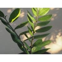 ราคา ต้นกวักมรกต ไม้มงคล ไม้ฟอกอากาศ ประดับบ้าน เรียกทรัพย์ (มือหนึ่ง) (360592469)