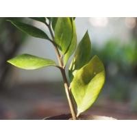 ราคา กวักมรกต ไม้มงคล ไม้ฟอกอากาศ ประดับบ้าน เรียกทรัพย์ (มือหนึ่ง) (360592349)