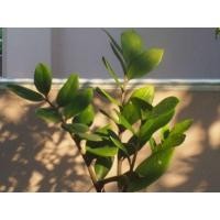 ราคา ต้นกวักมรกต ไม้มงคล ไม้ฟอกอากาศ ประดับบ้านเรียกทรัพย์ (มือหนึ่ง) (360592463)