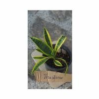 ราคา ต้นลิ้นมังกร ไม้มงคล ไม้ฟอกอากาศ ประดับบ้านเสริมบารมี (มือหนึ่ง) (360592488)