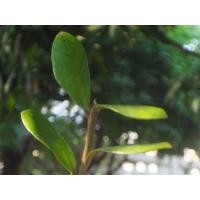 ราคา กวักมรกต ไม้มงคลไม้ฟอกอากาศ ประดับบ้าน เรียกทรัพย์ (มือหนึ่ง) (360592318)