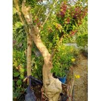 ราคา เฟื้องฟ้าสาวิตรี (มือหนึ่ง) (360581060)