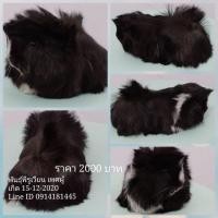 ราคา ขายหนูแกสบี้พันธุ์พีรูเวียน ส่งทั่วไทย (360588410)