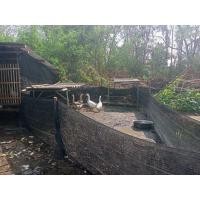 ราคา ห่านจีนแท้พ่อพันธุ์แม่พันธุ์ขายเหมา5ตัวราคา5000บาทค่ะ (360590639)