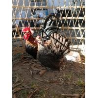 ราคา ไก้แจ้เบญจรงค์​ (360090117)