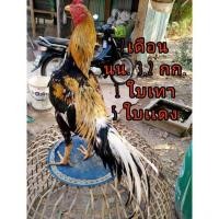 ราคา ไก่​เหลือง​หาง​ขาว​ (360589995)