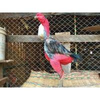 ราคา ไซง่อน (360589124)