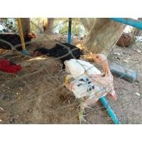 ราคา ไซง่อน (360589151)