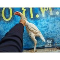 ราคา ไซง่อน (360580370)