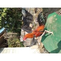 ราคา ไก่ชนพม่า (360581043)