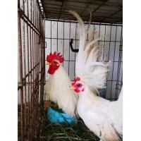 ราคา ไก่แจ้ สีขาว พญาไก่ พร้อมเป็นพ่อ แม่พันธุ์​ (358375368)