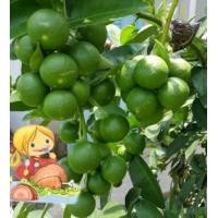 ราคา กิ่งชำ กิ่งตอน มะนาวพันธุ์แป้นพิจิตร (มือหนึ่ง) (360581045)