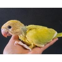 ราคา นกแก้วลูกป้อนริงเน็ค (360570484)