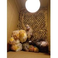 ราคา ลูกป้อนค็อกคาเทล (360568767)