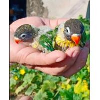 ราคา ขายลูกป้อนนกเลิฟเบิร์ดสีเขียวหัวดำBM (359668566)