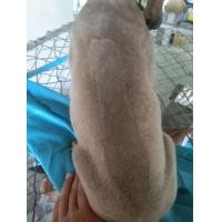 ราคา ลูกสุนัขไทยหลังอาน (360579420)