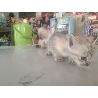 ราคา ขายน้องแมว วิเชียรมาศ แท้ ผสมแซมเสวต (360567587)