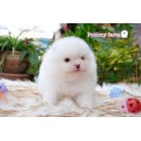 ราคา ปอมเมอเรเนียน หน้าหมี เกรดสวย (360576436)
