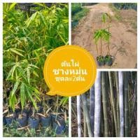 ราคา ต้นไผ่​ซาง​หม่น​ ชุด​ละ​2​ต้น​ส่ง​ฟรี​ เก็บเงิน​ปลายทาง​ได้​ค่ะ​ (มือหนึ่ง) (353338334)