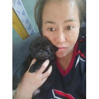 ราคา หมาพันธุ์ปั๊กสีดำ (360577950)