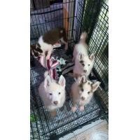 ราคา ชิวาว่า ไซบีเรี่ยนแท้ (360576920)