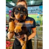 ราคา ลูกร็อตไวเลอร์ (360572375)