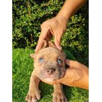 ราคา สาวน้อยบูลลี่ ตาฟ้า (360572300)