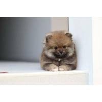 ราคา ปอมแท้ หน้าหมี (360571915)