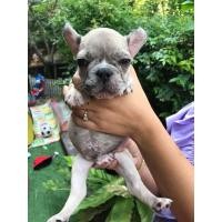 ราคา เฟร้นช์บูลด็อก (360571858)