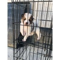ราคา ลูกบางแก้ว (360571794)