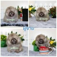 ราคา ปอมทีคัพ ปอมหน้าหมี (360569477)