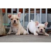 ราคา เฟร้นบูลด็อก French​ Bulldog​ puppy​ (360569260)