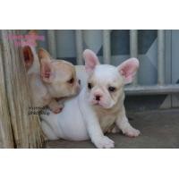 ราคา ลูกสุนัข​เฟร้นบูลด็อก (360569204)