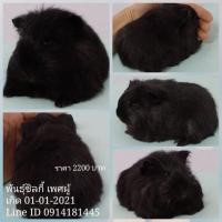 ราคา ขายหนูแกสบี้พันธุ์ซิลกี้ ส่งทั่วไทยครับ (360575259)