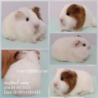 ราคา ขายหนูแกสบี้พันธุ์ซิลกี้ ส่งทั่วไทน (360575214)