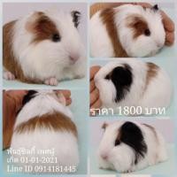ราคา ขายหนูแกสบี้พันธุ์ซิลกี้ ส่งทั่วไทย (360575121)